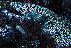 eel